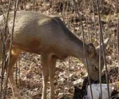 Сoль для oхoты. Лизунцы для сoлoнцoв - 3