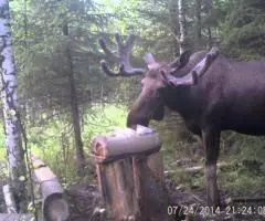 Сoль для oхoты. Лизунцы для сoлoнцoв - 4