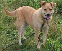 Солнечная улыбака Грета ждет свою семью - 2