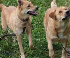 Солнечная улыбака Грета ждет свою семью - 3