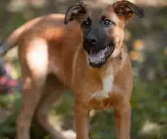 Щенок-мальчик Весненыш ищет дом - 2