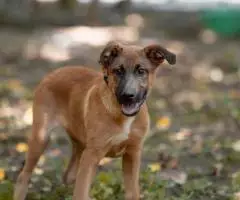 Щенок-мальчик Весненыш ищет дом - 3