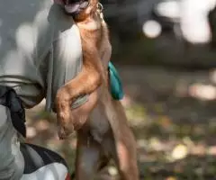 Щенок-мальчик Весненыш ищет дом - 4