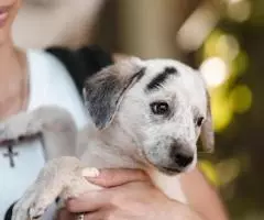 Щенок-мальчик Пятнышко ищет дом - 2