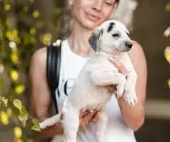 Щенок-мальчик Пятнышко ищет дом - 3