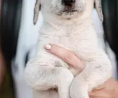 Щенок-мальчик Пятнышко ищет дом - 4