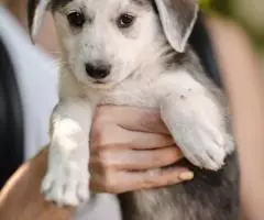 Щенок-девочка Кнопка ищет дом - 2