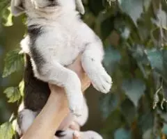 Щенок-девочка Кнопка ищет дом - 3