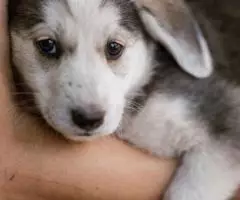 Щенок-девочка Кнопка ищет дом - 4