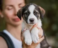 Щенок-мальчик Пряник ищет дом - 2