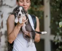 Щенок-мальчик Пряник ищет дом - 3