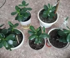 денежное дерево толстянка продам - 2