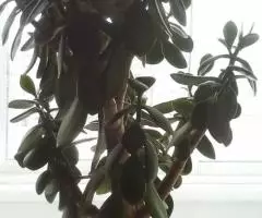денежное дерево толстянка продам - 3