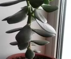 денежное дерево толстянка продам - 4