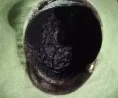 шапку мужскую продам - 5