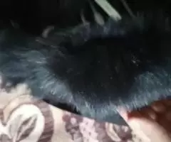 UTERQUE НОВЫЙ ПЛАЩ +ЖИЛЕТ ЧЁРНЫЙ ЦВЕТ РАЗМЕР S - 5