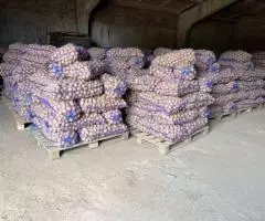 Картофель оптом от производителя - 3