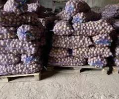 Картофель оптом от производителя - 7