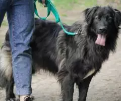 Молодой пес Филя ищет лом - 2