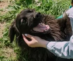 Молодой пес Филя ищет лом - 3