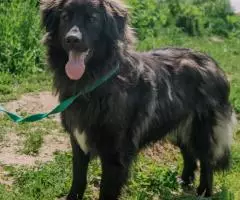 Молодой пес Филя ищет лом - 4