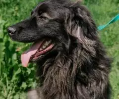 Молодой пес Филя ищет лом - 5