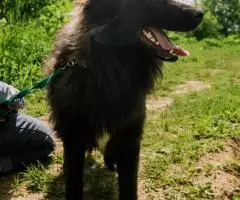 Молодой пес Филя ищет лом - 6