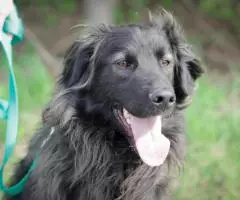 Молодой пес Филя ищет лом - 7