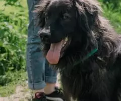 Молодой пес Филя ищет лом - 8