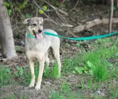 Небольшой ласковый пес Джастин - 2