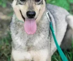 Небольшой ласковый пес Джастин - 3