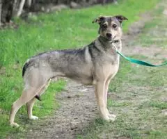 Небольшой ласковый пес Джастин - 4