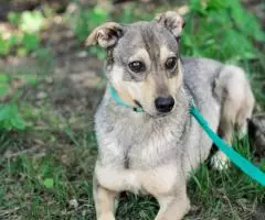 Небольшой ласковый пес Джастин - 5