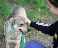Небольшой ласковый пес Джастин - 6