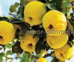 Питомник саженцев в Москве - саженцы из питомника с доставкой по России - 2