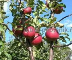 Питомник саженцев в Москве - саженцы из питомника с доставкой по России - 3