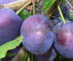 Питомник саженцев в Москве - саженцы из питомника с доставкой по России - 4