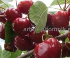 Питомник саженцев в Москве - саженцы из питомника с доставкой по России - 5