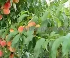 Питомник саженцев в Москве - саженцы из питомника с доставкой по России - 6