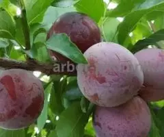 Питомник саженцев в Москве - саженцы из питомника с доставкой по России - 7