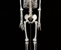 Модель "Скелета человека анатомический 170 см" - 2