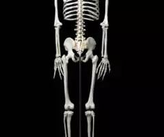 Модель "Скелета человека анатомический 170 см" - 3