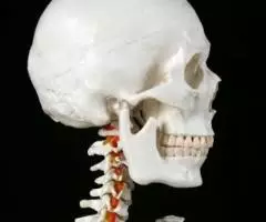 Модель "Скелета человека анатомический 170 см" - 4