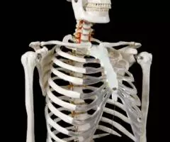 Модель "Скелета человека анатомический 170 см" - 5