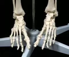 Модель "Скелета человека анатомический 170 см" - 6