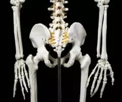 Модель "Скелета человека анатомический 170 см" - 7