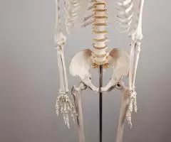 Модель "Скелета человека анатомический 170 см" - 8