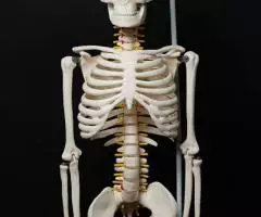 Модель "Скелета человека 85 см" (Гнущийся позвоночник)