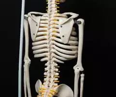 Модель "Скелета человека 85 см" (Гнущийся позвоночник) - 2