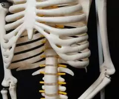 Модель "Скелета человека 85 см" (Гнущийся позвоночник) - 3